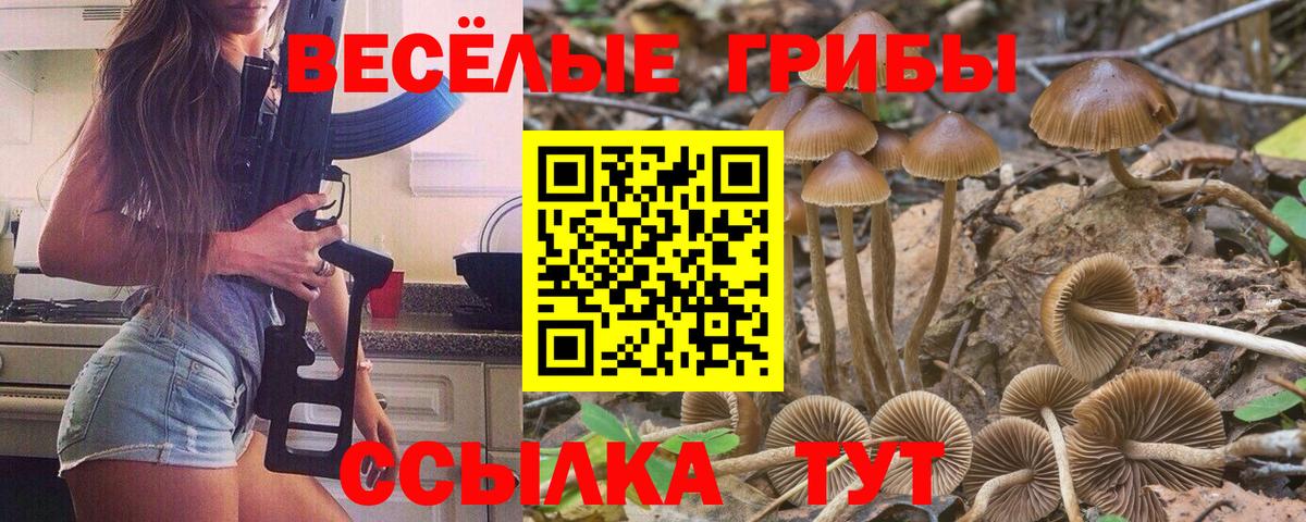 Галлюциногенные грибы Psilocybe Трёхгорный