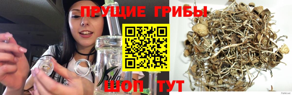 Галлюциногенные грибы Cubensis  Псилоцибиновые грибы Psilocybine cubensis  Вход с VPN  Трёхгорный 